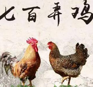 七百弄雞——一吃難忘的優(yōu)質(zhì)肉雞品種，廣西壯族自治區(qū)河池市大化縣特產(chǎn)，全國農(nóng)產(chǎn)品地理標(biāo)志