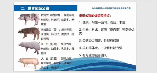 史記豬精，以“精”降本、以“種”增效--提高養(yǎng)殖者的經(jīng)濟(jì)效益！