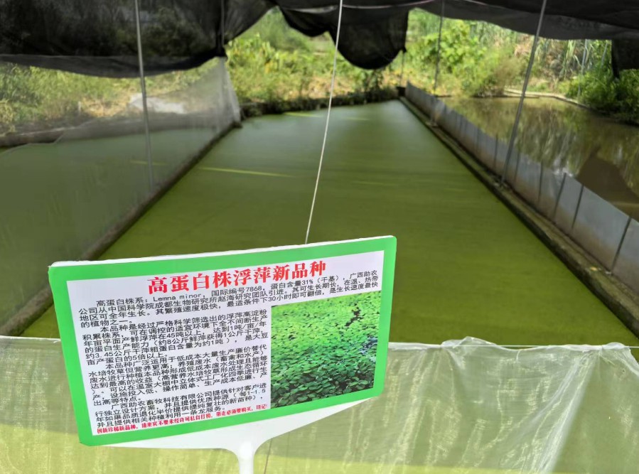 飼料型浮萍新品種：高蛋白株系：Lemna minor，國際編號7868，粗蛋白含量最高31%