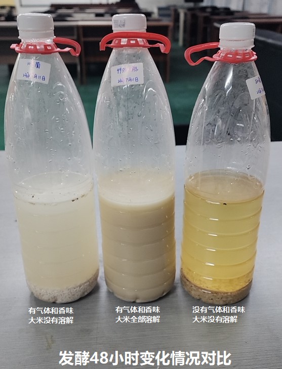 發(fā)酵48小時(shí)變化情況對(duì)比.jpg